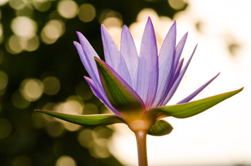 .The purple lotus bloomed in the morning sun. Look gorgeous, background blurred And a beautiful bokeh