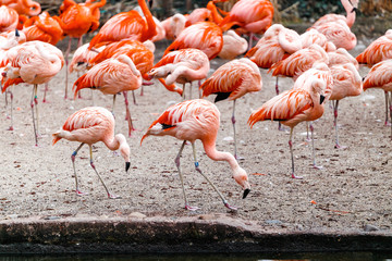 Chilean and Caribbean Flamingo herd on the beach