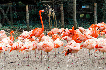 Chilean and Caribbean Flamingo herd on the beach