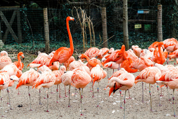Fototapeta na wymiar Chilean and Caribbean Flamingo herd on the beach