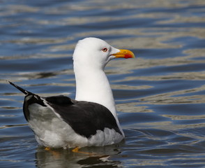 Lesser Black-backed Gull, Larus fuscus, birds of Iceland