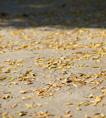 Fototapeta na wymiar COLOR PHOTO OF SHALLOW DEPTH OF FIELD OF DRY YELLOW LEAVES