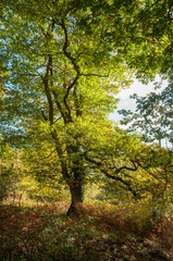 Autumn trees in the Forest of Dean, England.