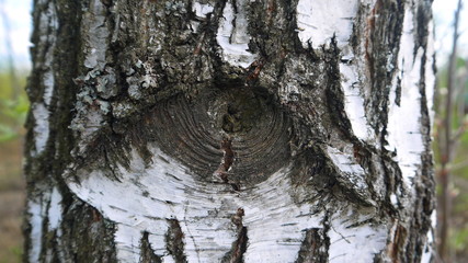 Birtch tree stem with "eye" on bark