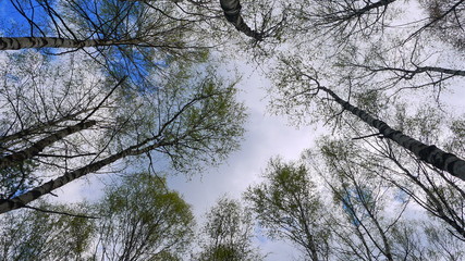 Spring forest. View from the ground to sky.