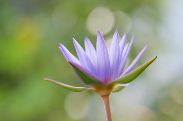 Fototapeta premium .The purple lotus bloomed in the morning sun. Look gorgeous, background blurred And a beautiful bokeh