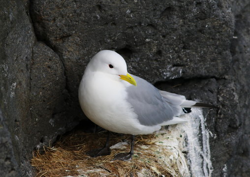 Iceland Gull in nest, Larus glaucoides