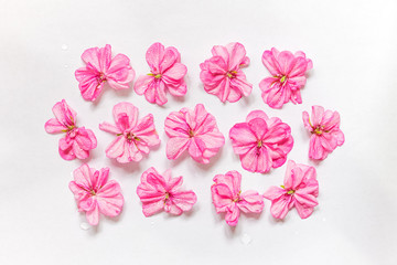 Bright pink geranium flowers with drops of dew isolated on white background