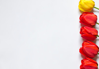 Bright yellow and red flowers of tulips on a white background, place for text