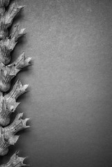 Monochrome dark background with dried flower, space for text. Dark sad theme.