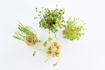 Growing microgreens on white background. Healthy eating concept of fresh garden produce organically grown as a symbol of health. Top view.