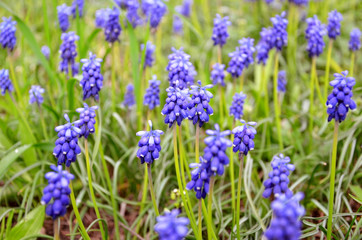 Many blue flowers in the clearing