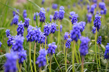 Blue primroses on a glade close-up