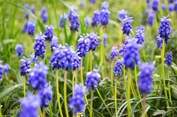 Blue muscari close-up on a green background