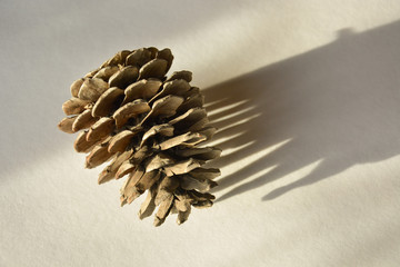 Pine cone