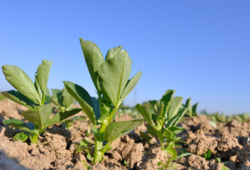 gros plan sur semis dans un champ 