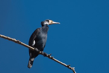 Great Cormorant sitting on a tree