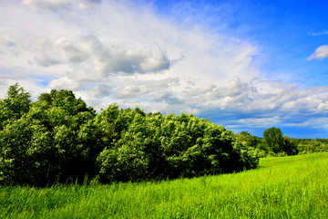 Fototapeta premium Growing rye field, Agricultural Background 
