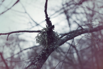 Moss on a tree