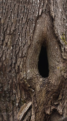 Obraz premium A hollow in a tree