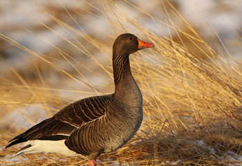 Greylag goose, Anser anser, bird of iceland