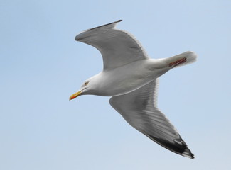  Northern fulmar or Arctic fulmar, Fulmarus glacialis, birds of Iceland