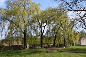 Fototapeta premium Im Park