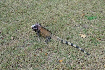 An iguana with a striped tail on the grass in St John, US Virgin Islands