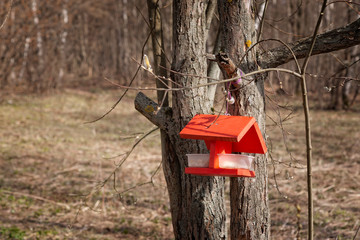 Red bird feeder on a tree
