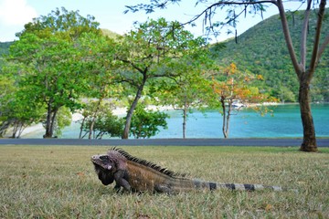 Naklejka premium An iguana with a striped tail on the grass in St John, US Virgin Islands