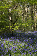 Naklejka premium Bluebells in Staffhurst Woods near Oxted Surrey