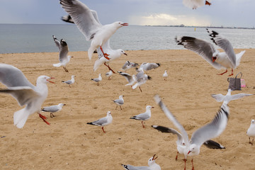 Seagull attack