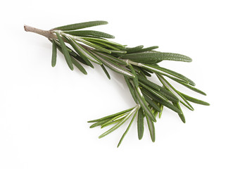 Fototapeta premium Rosemary, scented plant for herbal medicine and cooking ingredient.
