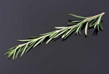 Rosemary, scented plant for herbal medicine and cooking ingredient.