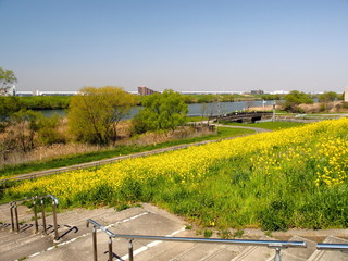 Fototapeta na wymiar 土手から見る春の江戸川風景