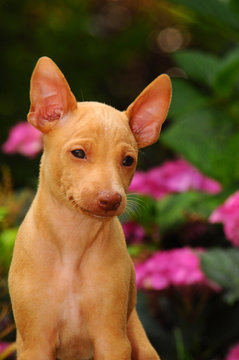 Portrait of Cirneco dell Etna puppy