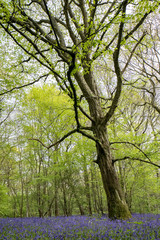 Fototapeta na wymiar Bluebells in Staffhurst Woods near Oxted Surrey