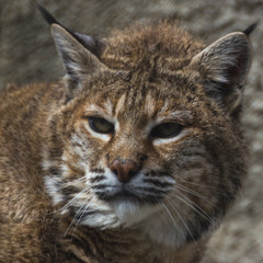Fototapeta na wymiar Portrait of the red lynx.