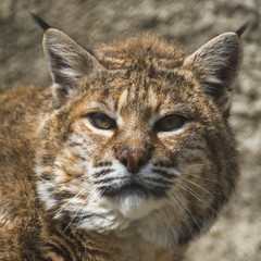 Portrait of the red lynx.