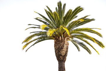 Crown of the date palm tree