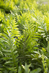 Lauae - Maile-Scented Fern - Phymatosorus scolopendria