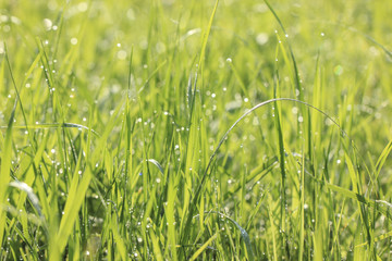 Natural summer meadow background. Green grass with dew drops 