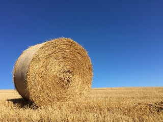 Bale of Hay in Field in front of clear Blue sky