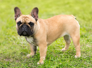 Obraz premium French bulldog standing in the park
