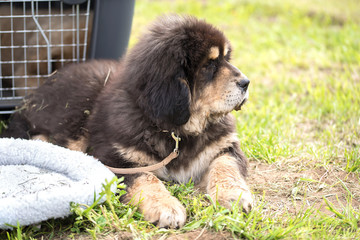 Fototapeta premium Closeup photo of a puppy