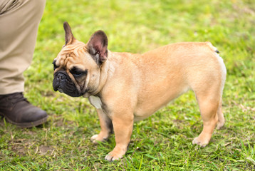 Obraz premium French bulldog standing in the park
