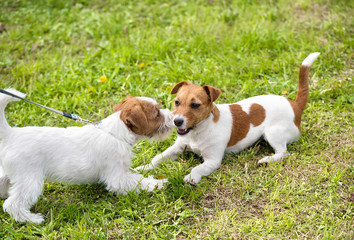 Cute Jack russel terrier in park