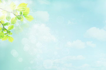 Fresh green leaves of tree on blue sky background
