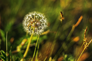 Fototapeta premium Dandelion flower on green blur background. Close-up of seeded dandelion head.