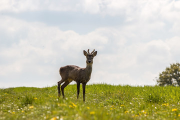 Young deer on the field